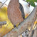 Cooper's Hawk